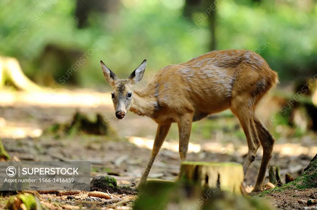 Close-up of a European roe deer (Capreolus capreolus) female walking through the forest