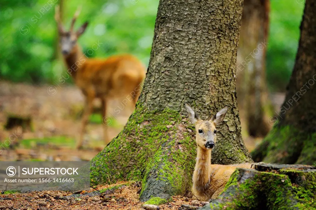 Close-up of a European roe deer (Capreolus capreolus) female lying in the forest