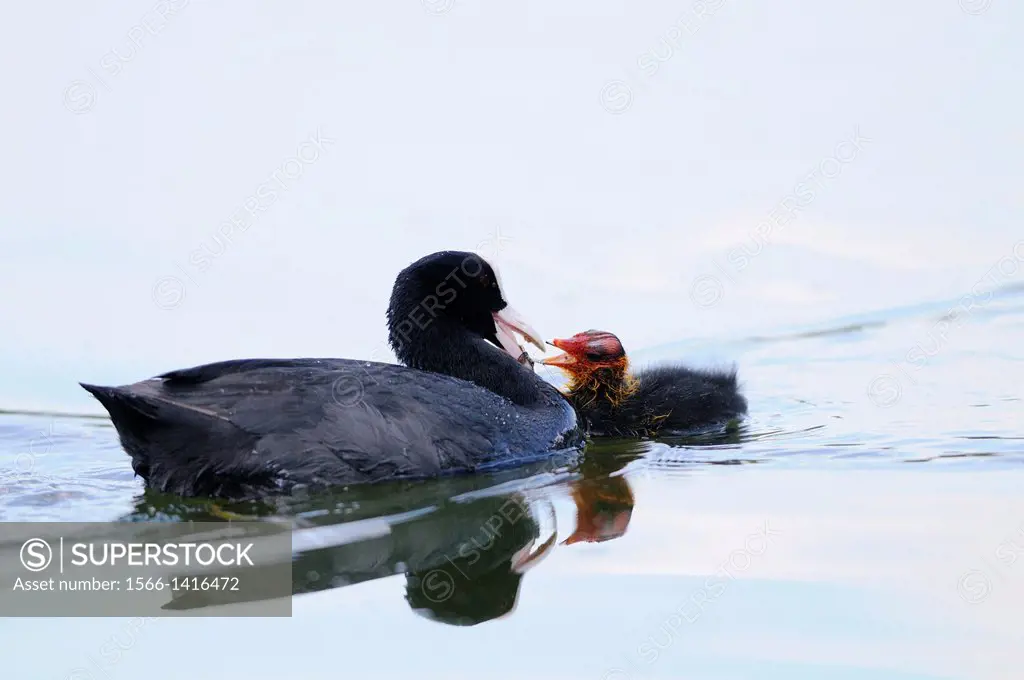 Close-up of a Eurasian Coot (Fulica atra) mother feeding her chick in the water