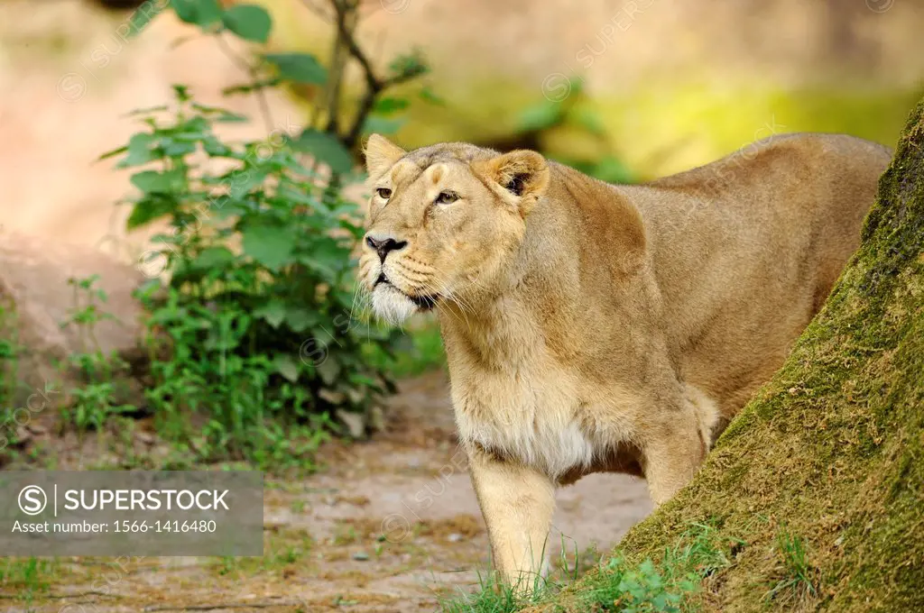 Close-up of a Asiatic lion or Indian lion (Panthera leo persica) in a zoo