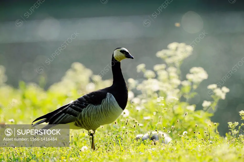 Close-up of a Barnacle Goose (Branta leucopsis) standing in a meadow beside a little pond