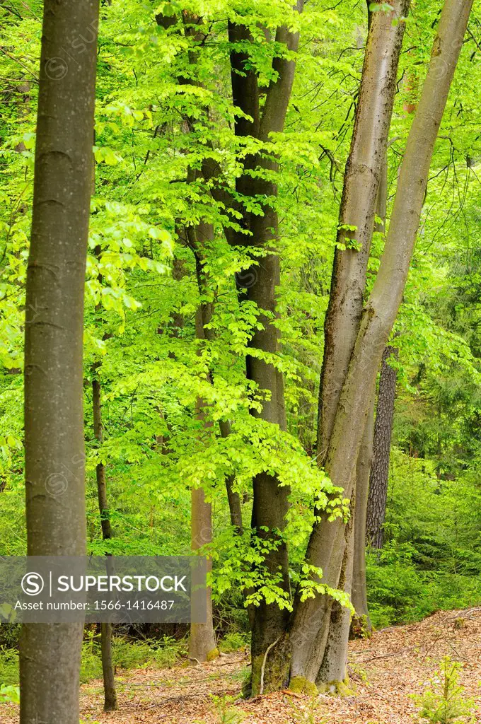 Landscape of a European beech or common beech (Fagus sylvatica) forest in spring