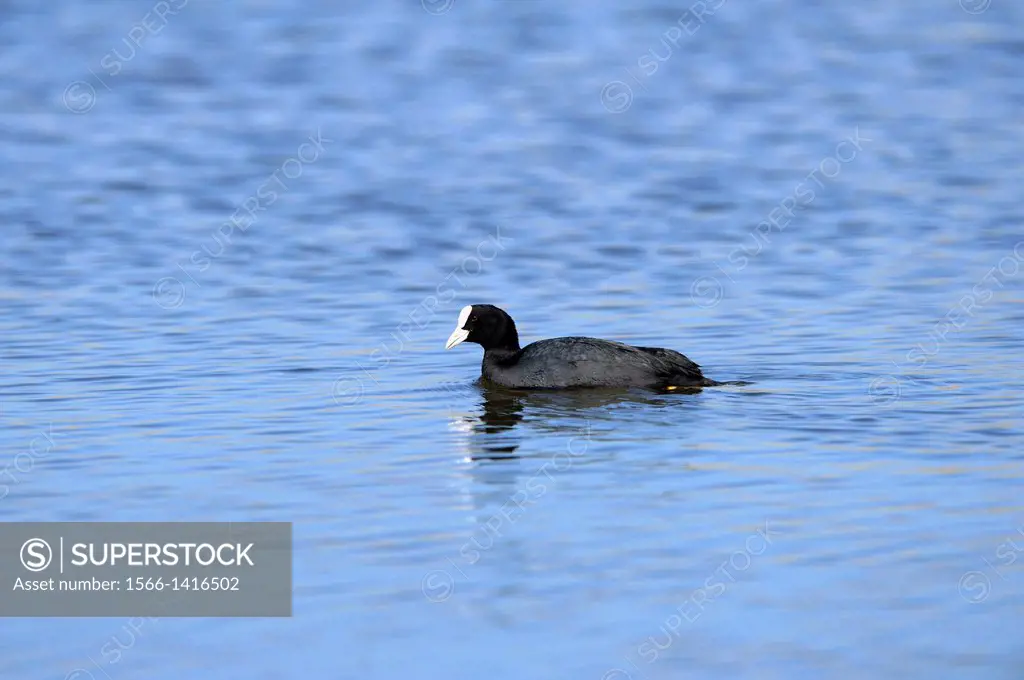 Close-up of a Eurasian Coot (Fulica atra) swimming in the water