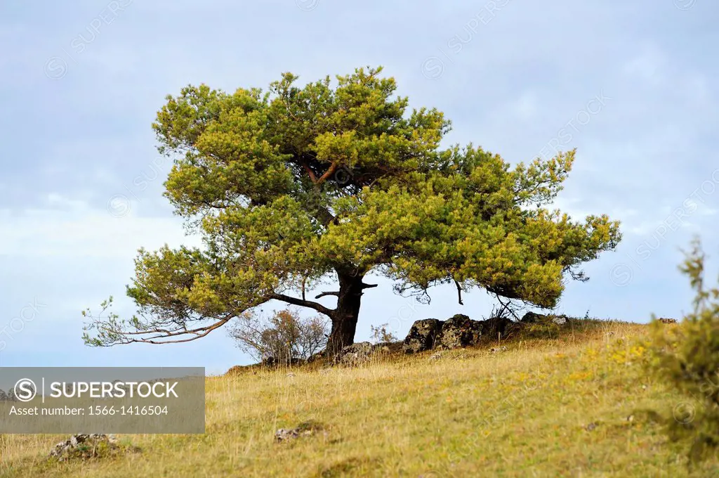 Landscape of an old Scots pine (Pinus sylvestris L.) tree on a meadow