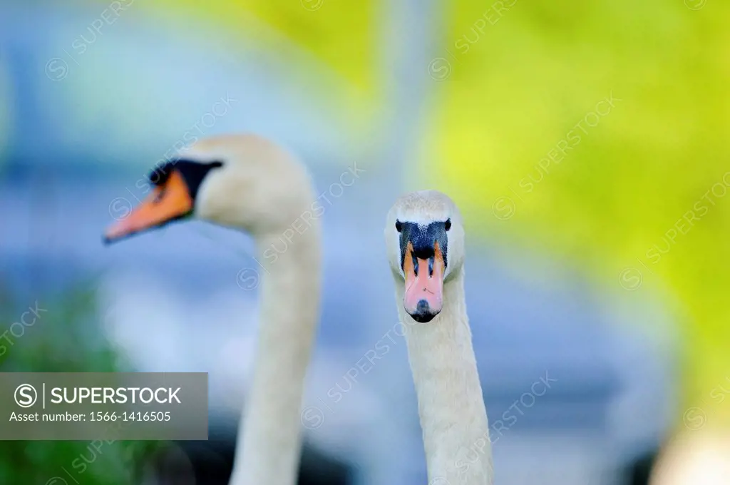 Portrait of two Mute Swans (Cygnus olor)
