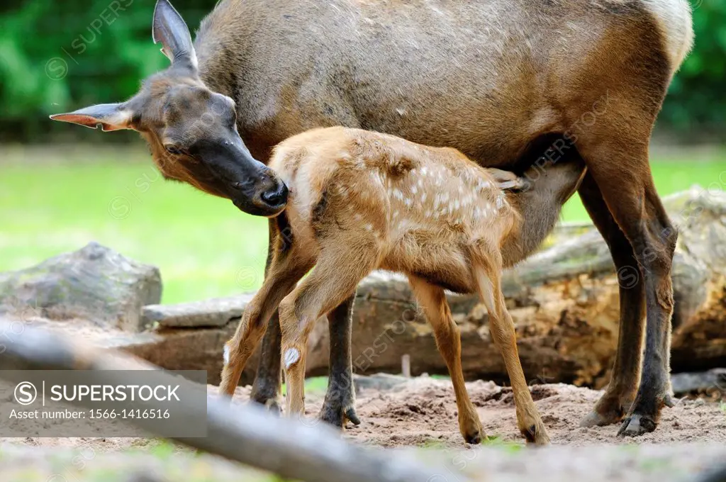 Close-up of a Wapiti (Cervus canadensis) mother feeding her youngster