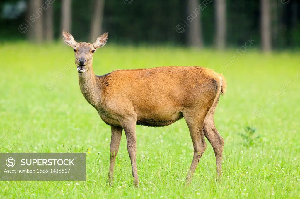 Close-up of a red deer (Cervus elaphus) female standing on a meadow