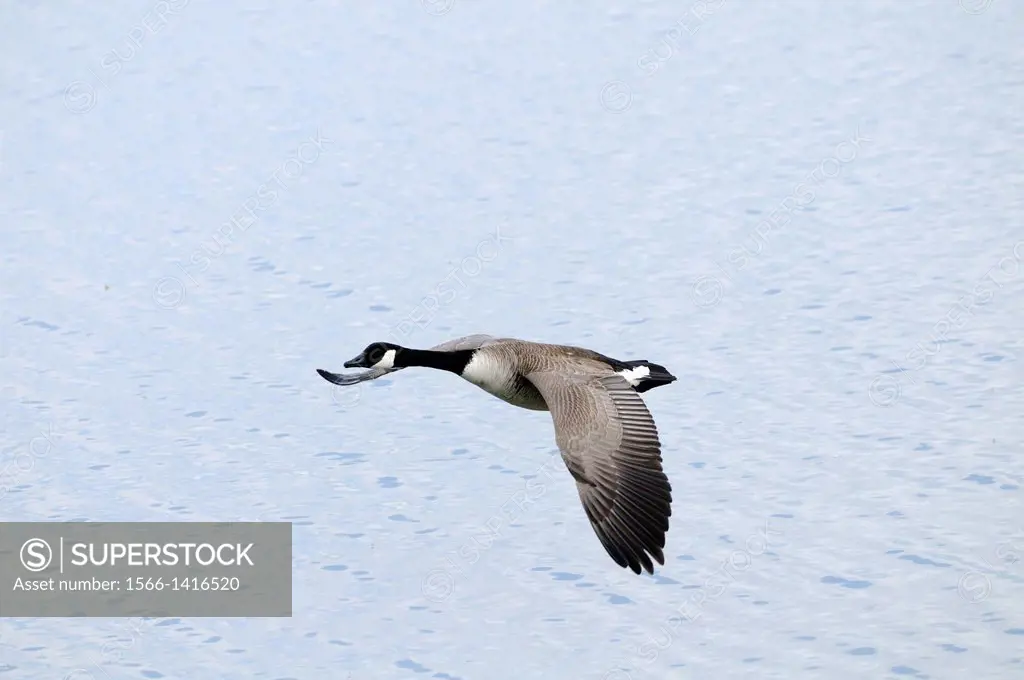 Close-up of a Canada Goose (Branta canadensis) flying over the water