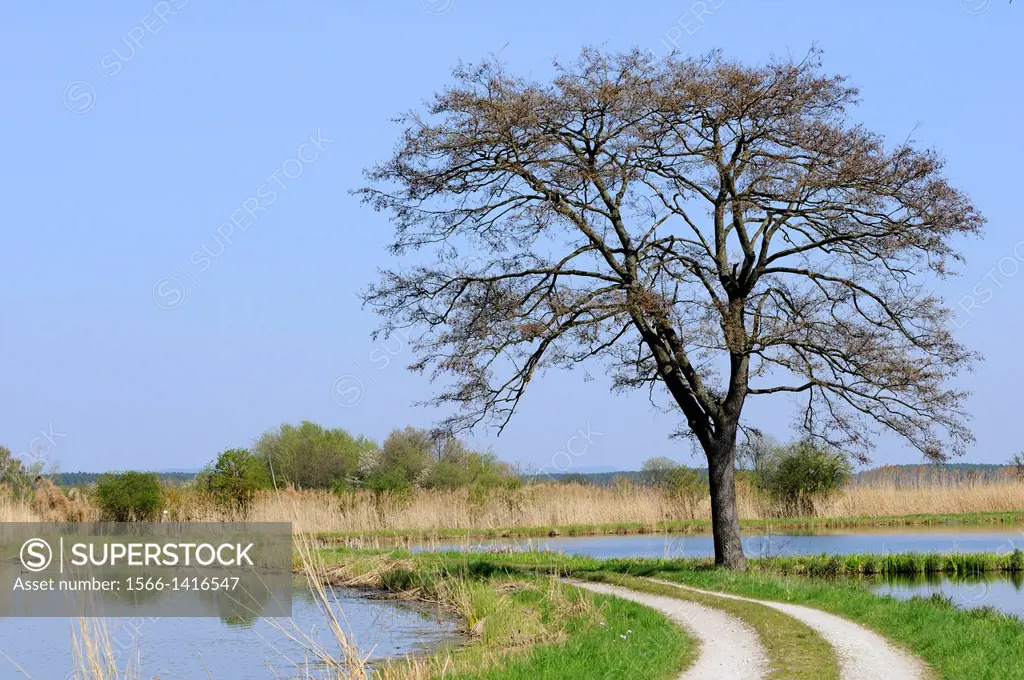 Landscape of a tree next to a little trail going through ponds