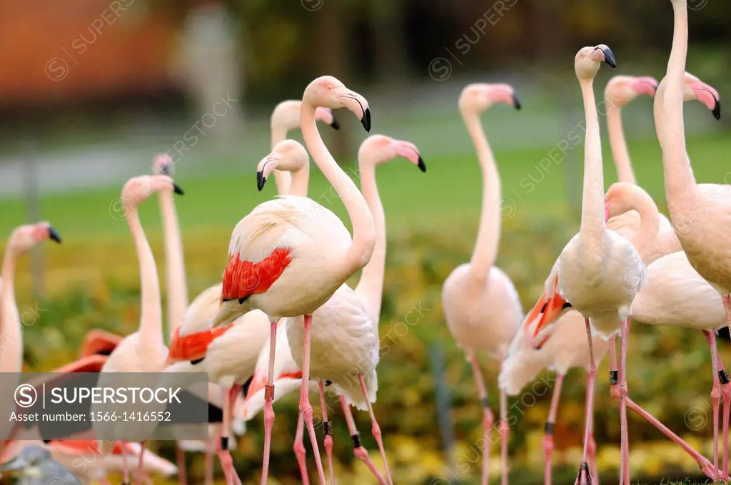 Close-up of some Greater Flamingo (Phoenicopterus roseus) in a zoo