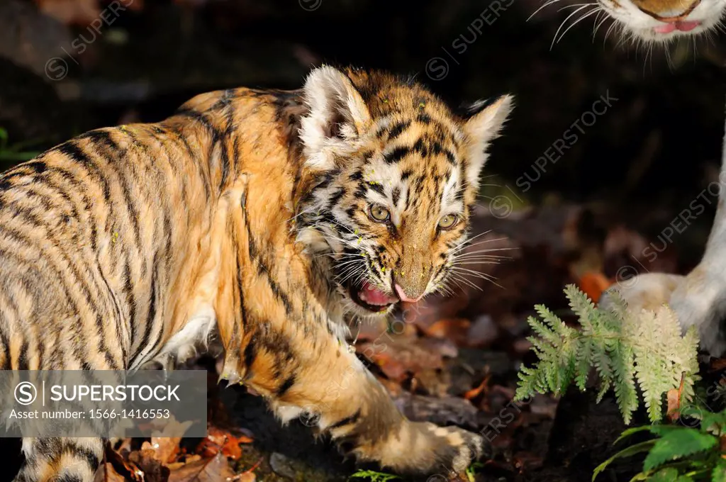 Close-up of a Siberian tiger or Amur tiger (Panthera tigris altaica) cub