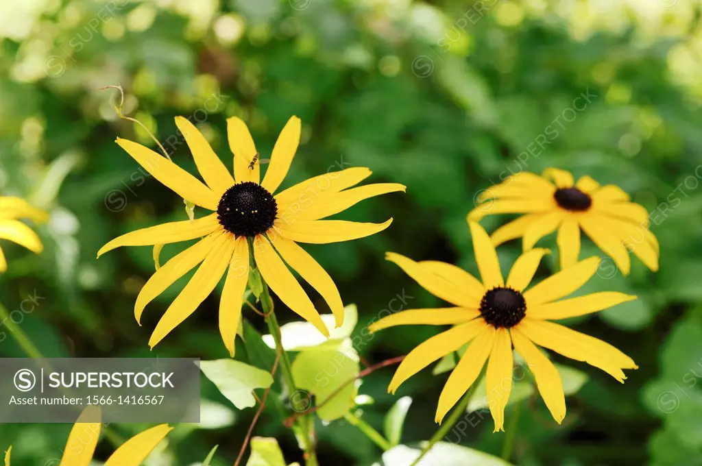 Close-up of coneflowers or black-eyed-susans (Rudbeckia hirta) blossoms in a garden