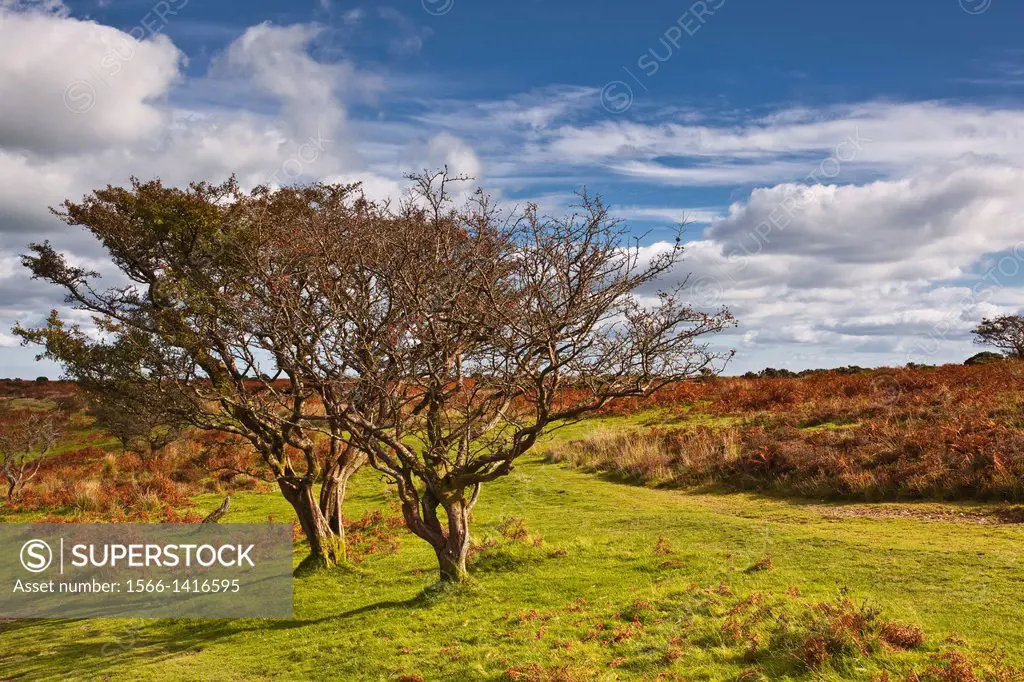 Two weather beaten and twisted trees near to the Punchbowl on Winsford Hill on the Exmoor heathlands.