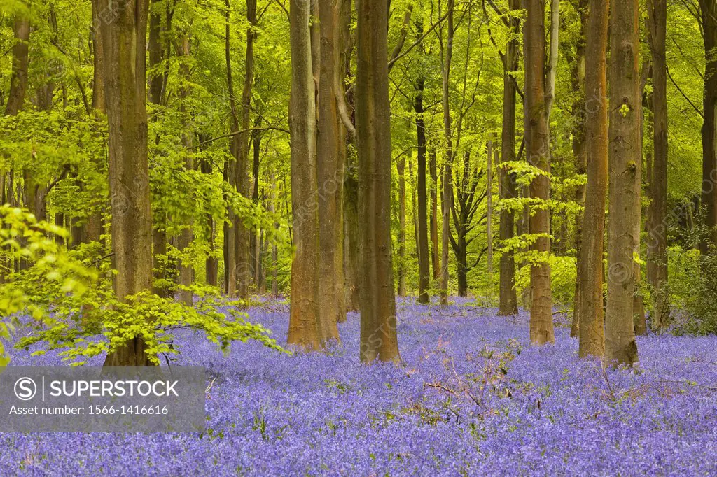 Bluebells amongst the beech trees of West woods, Wiltshire.