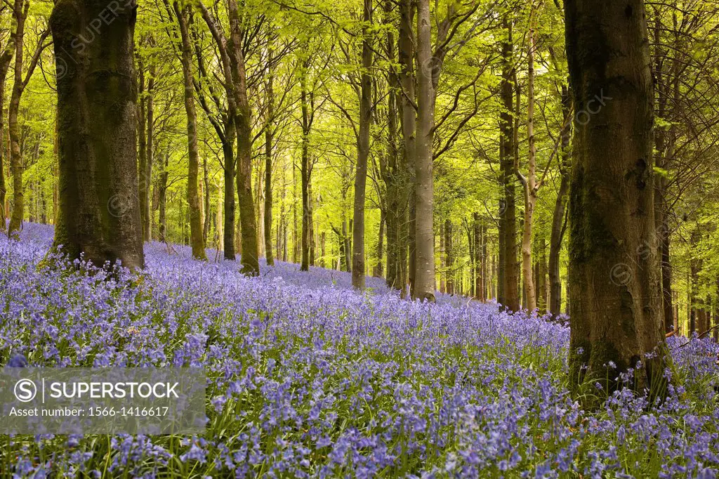 Bluebells in Delcombe Wood, Dorset, England, UK.