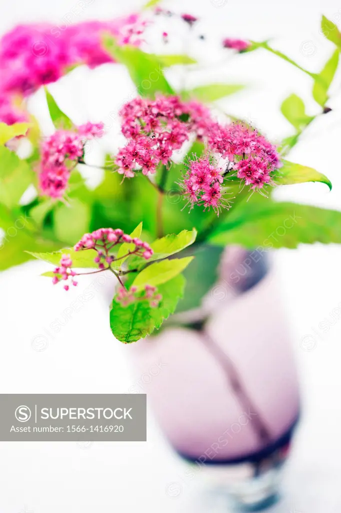 Pink Spiraea flowers in glass vase.