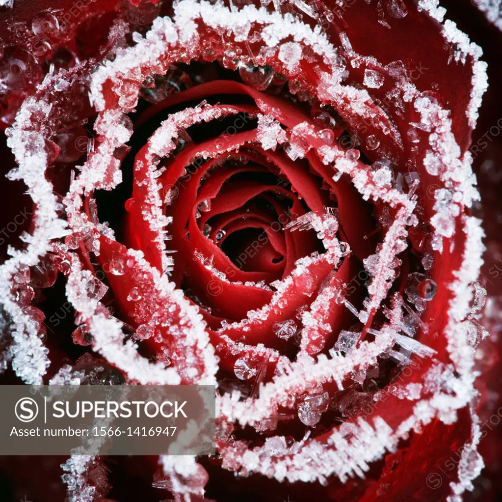 Close up of a red Rose flower with frost.