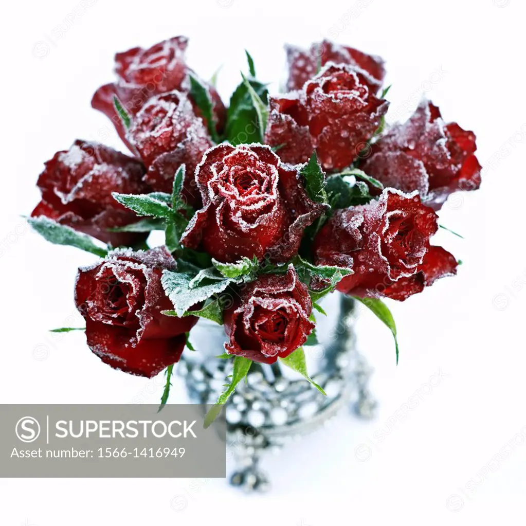 Frosted red Roses arranged in a glass vase.