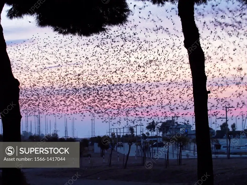 Group of starlings flying at dawn over Sant Carles Marina Resort. Sant Carles de la Rapita Village. Montsia Region, Tarragona Province, Catalonia, Spa...