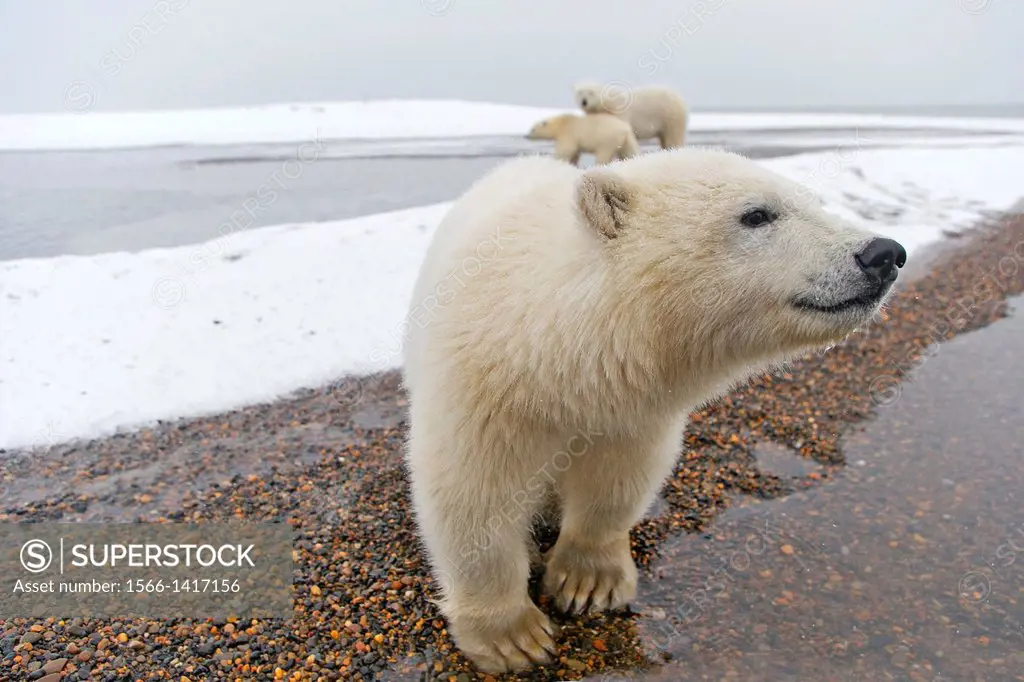 United States , Alaska , Arctic National Wildlife Refuge , Kaktovik , Polar Bear( Ursus maritimus ) , yearling along a barrier island outside Kaktovik...