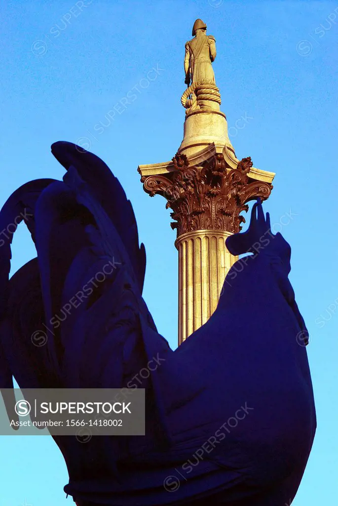 Five metre high blue cockerel on the Fourth Plinth in Trafalgar Square in London, England, looking up at Nelson on his column, on a fine Summers day. ...