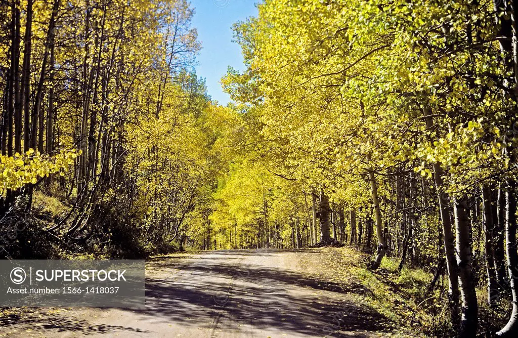 Aspen trees (Populus tremuloides) is a deciduous tree native to cool areas in North America. Shown here with yellow leaves as they turn colors with th...