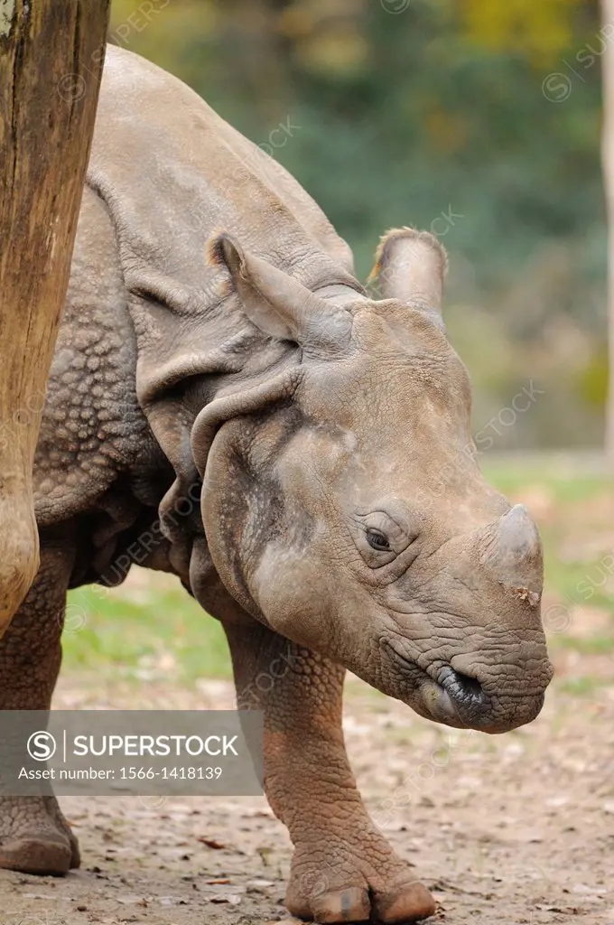 Close-up of an Indian rhinoceros (Rhinoceros unicornis).