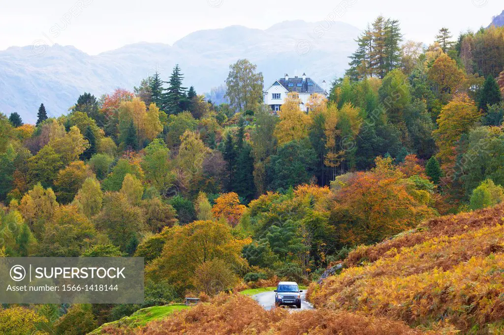 Autumn woodland scene with house on the hill and car driving below Lake District National Park Cumbria England United Kingdom Great Britain.