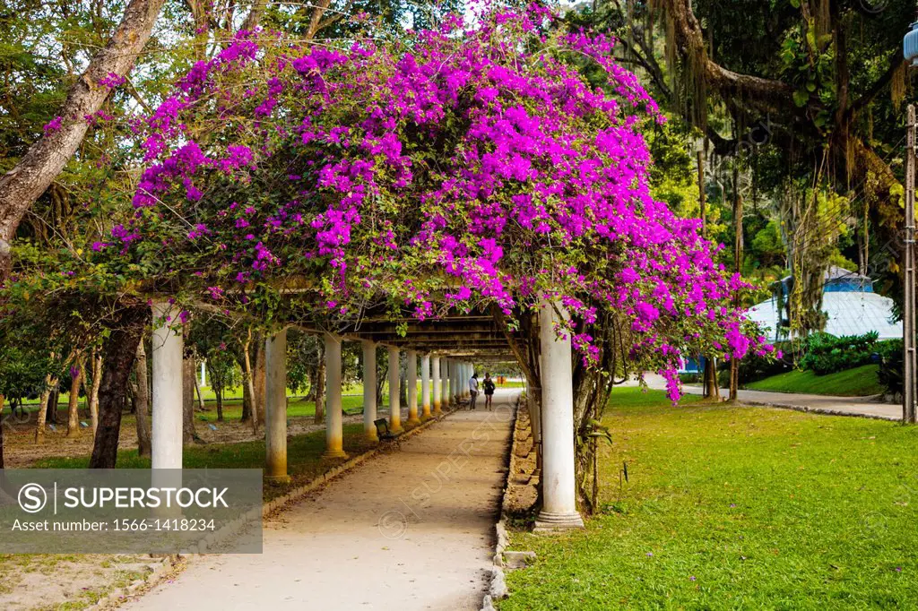Botanical Gardens, Rio de Janeiro, Brazil