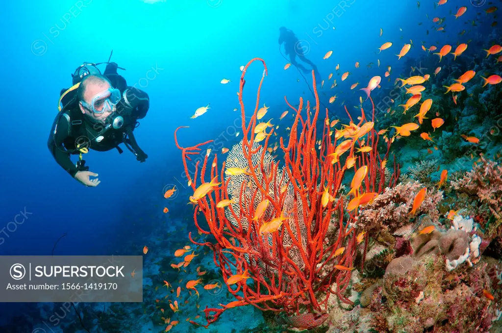Diver looking at lyretail coralfish, lyretail anthias, sea goldie, or scalefin anthia (Pseudanthias squamipinnis),Red sea, Egypt, Africa.