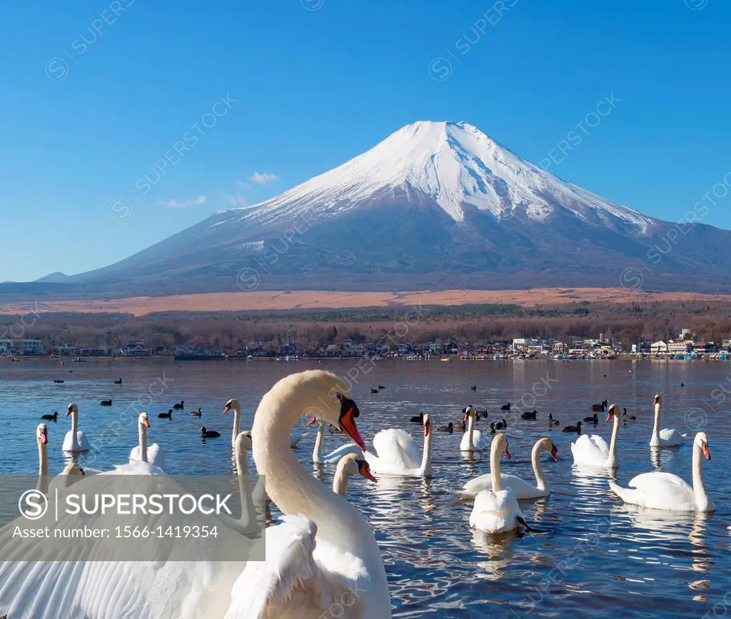 Japan , Lake Yamanaka , Swans and mount Fuji.