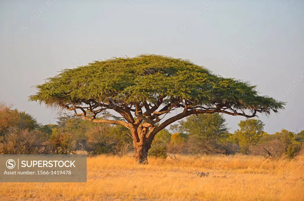 Umbrella thorn (Acacia tortilis). Hwange National Park, Zimbabwe