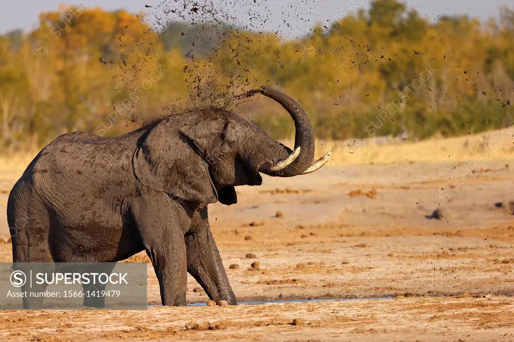African elephant Loxodonta africana at a waterhole, covering itself with mud. Hwange National Park. Zimbabwe