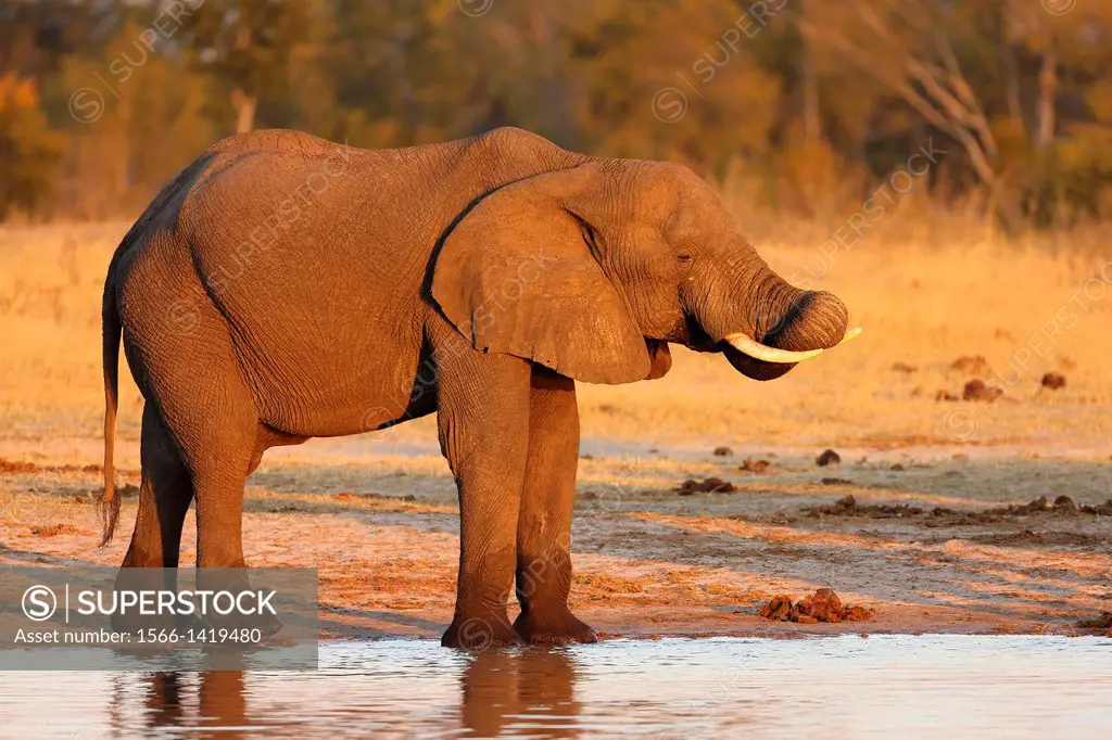 African elephant Loxodonta africana at a waterhole. Hwange National Park. Zimbabwe