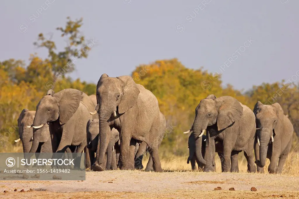 African elephant (Loxodonta africana), herd on the way to a waterhole. Hwange National Park. Zimbabwe