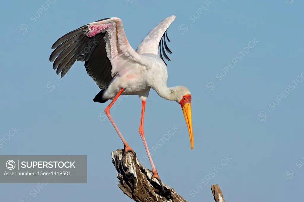 Yellow-billed stork (Mycteria ibis=Ibis ibis). Island in Chobe River NP, Botswana