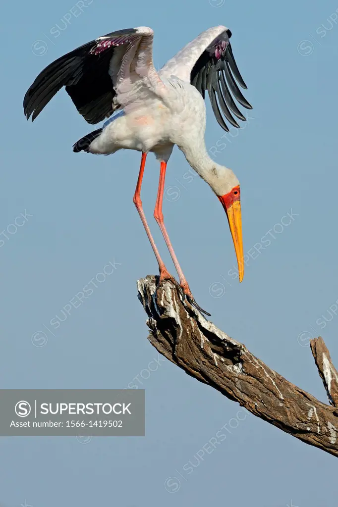 Yellow-billed stork (Mycteria ibis = Ibis ibis). Island in Chobe River NP, Botswana