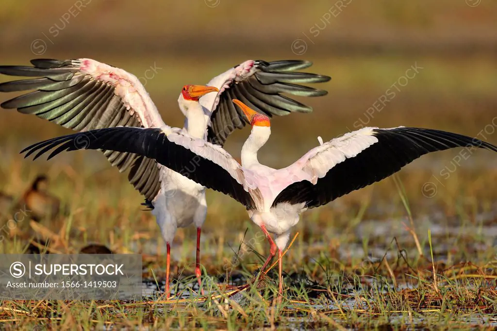 Couple of Yellow-billed stork (Mycteria ibis = Ibis ibis). Island in Chobe River NP, Botswana