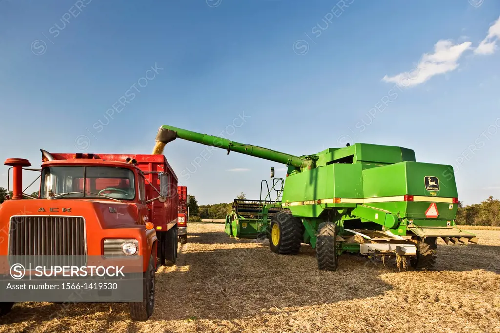 Combine transfers harvested soy beans.