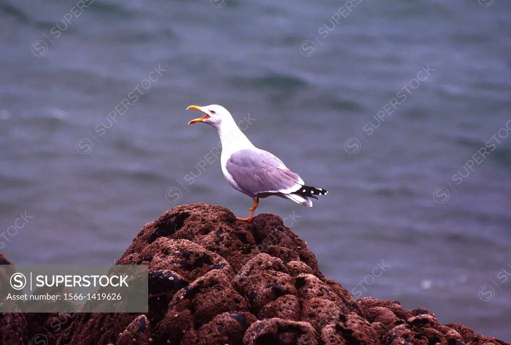Disabled Seagull.