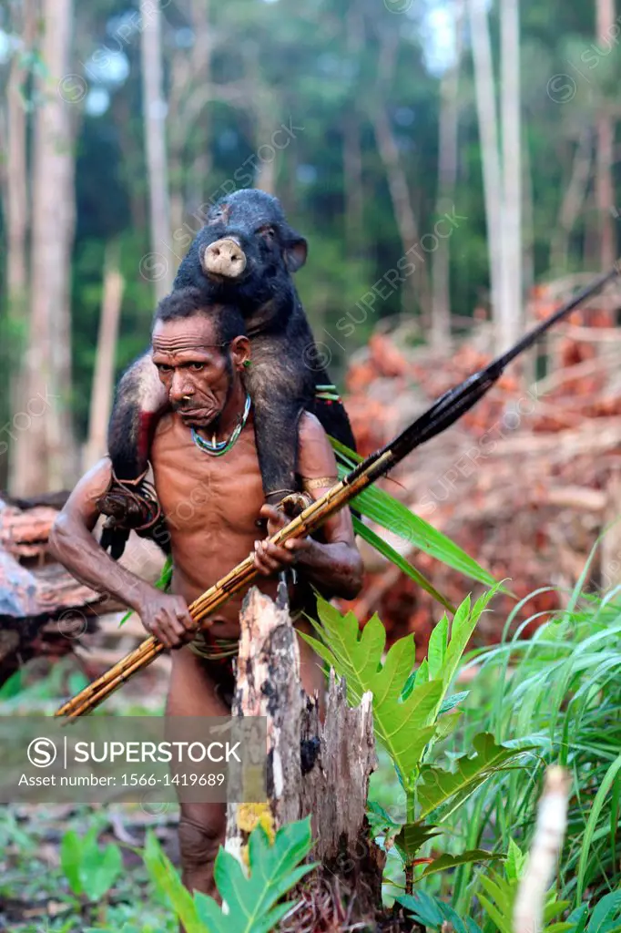 Kombai man coming back from a successful hunt with a wild pig on the back, Papua, Indonesia, Southeast Asia.