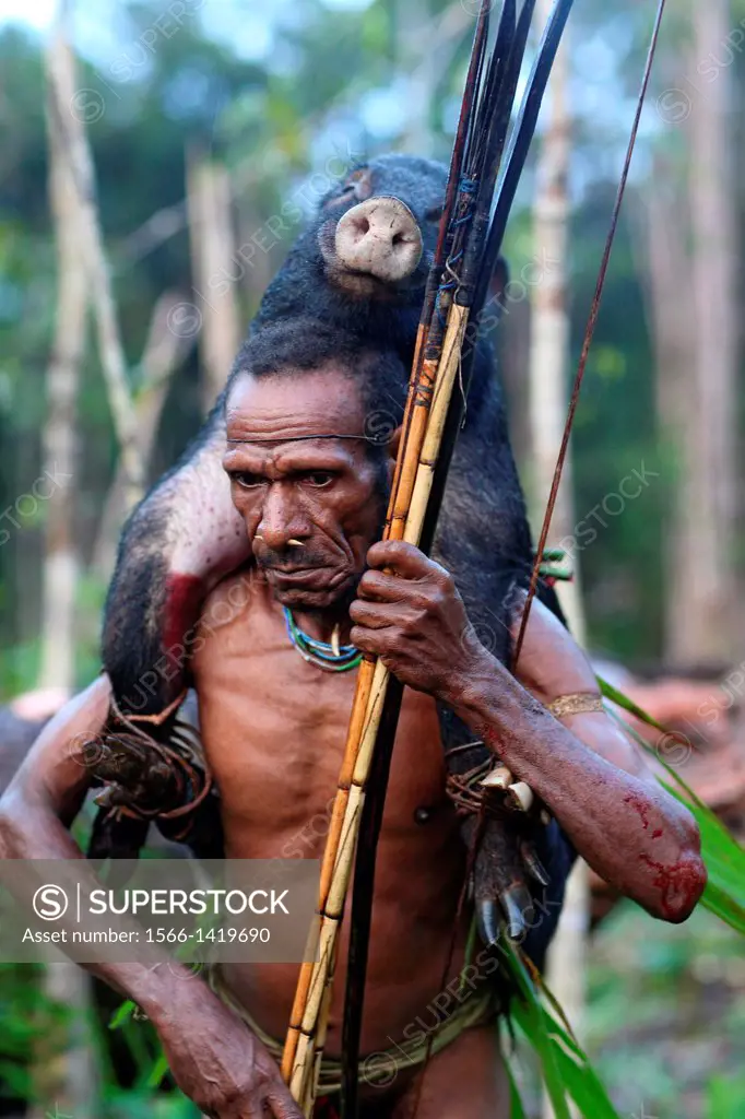 Kombai man coming back from a successful hunt with a wild pig on the back, Papua, Indonesia, Southeast Asia.