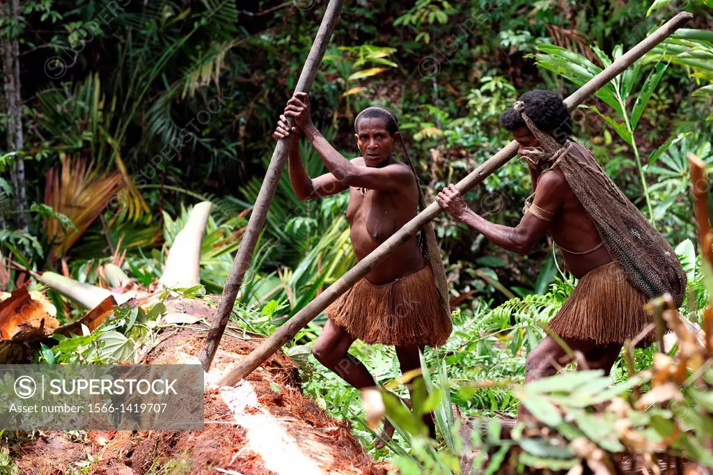 Kombai women opening the bark of a Sago palm tree, Papua, Indonesia, Southeast Asia.