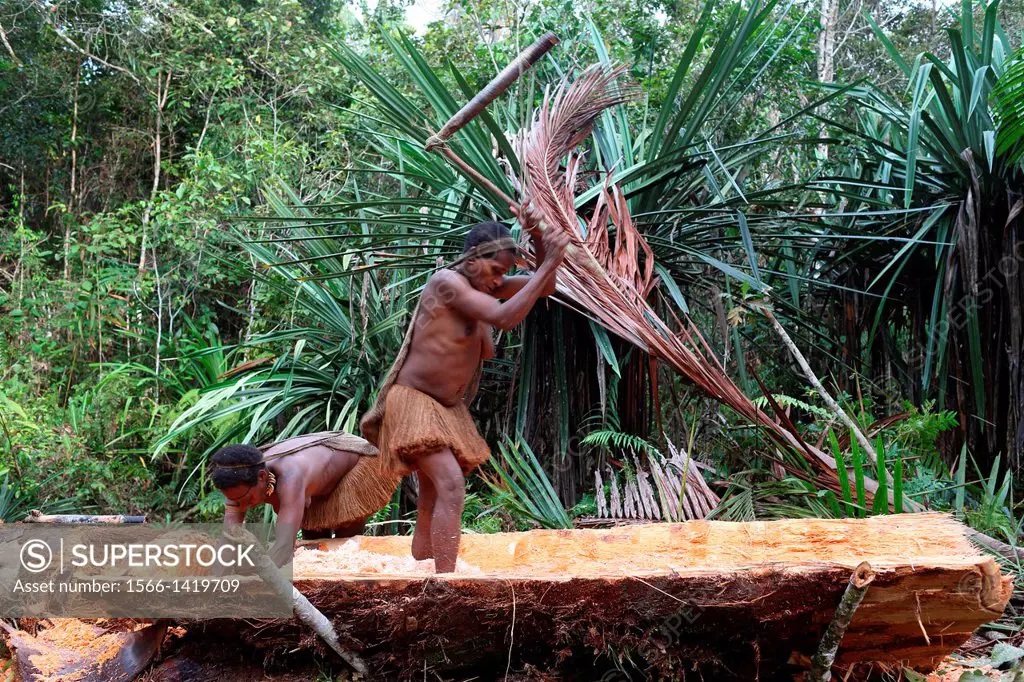 Kombai women hacking the inner part from the tree trunk of a Sago palm tree into small chips, Papua, Indonesia, Southeast Asia.