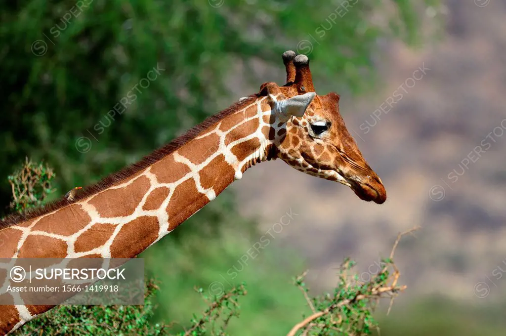 Head portrait of reticulated giraffe (Giraffa camelopardalis reticulata) Samburu National Reserve, Kenya, Africa, October.