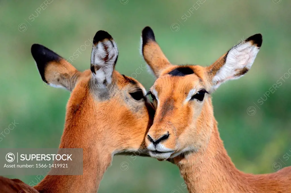 Impala (Aepyceros melampus), females grooming, Nakuru National Park, Kenya, Africa, October.