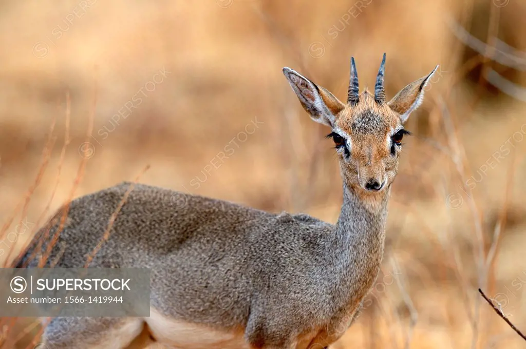 Kirk´s dik-dik (Madoqua kirkii), Samburu National Reserve, Kenya, Africa, October.