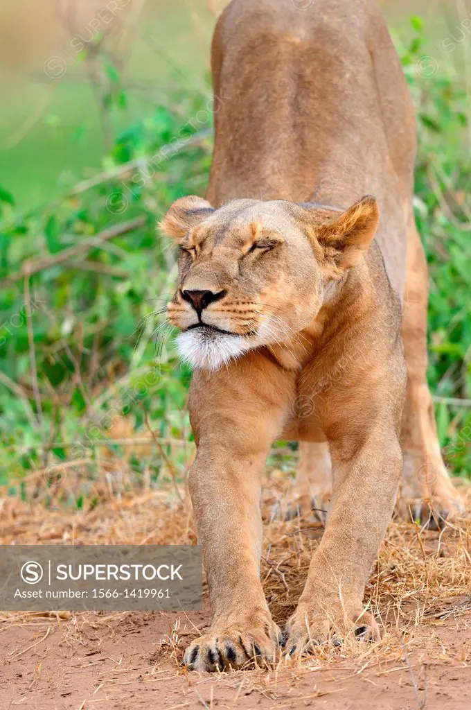 Lioness stretching (Panthera leo) Samburu Reserve, Kenya, Africa, October.