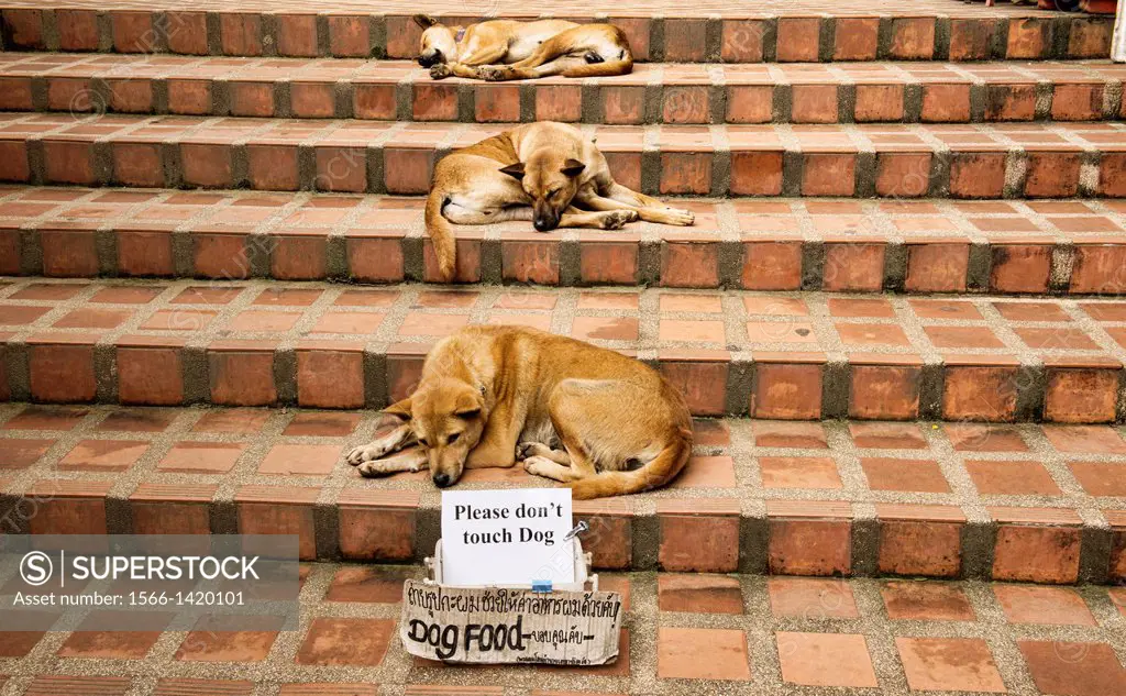 Let sleeping dogs lie, relaxing on the steps at Doi Suthep Temple, Chiang Mai, Thailand.