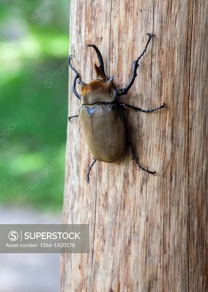 Rhinoceros beetle on a tree trunk.